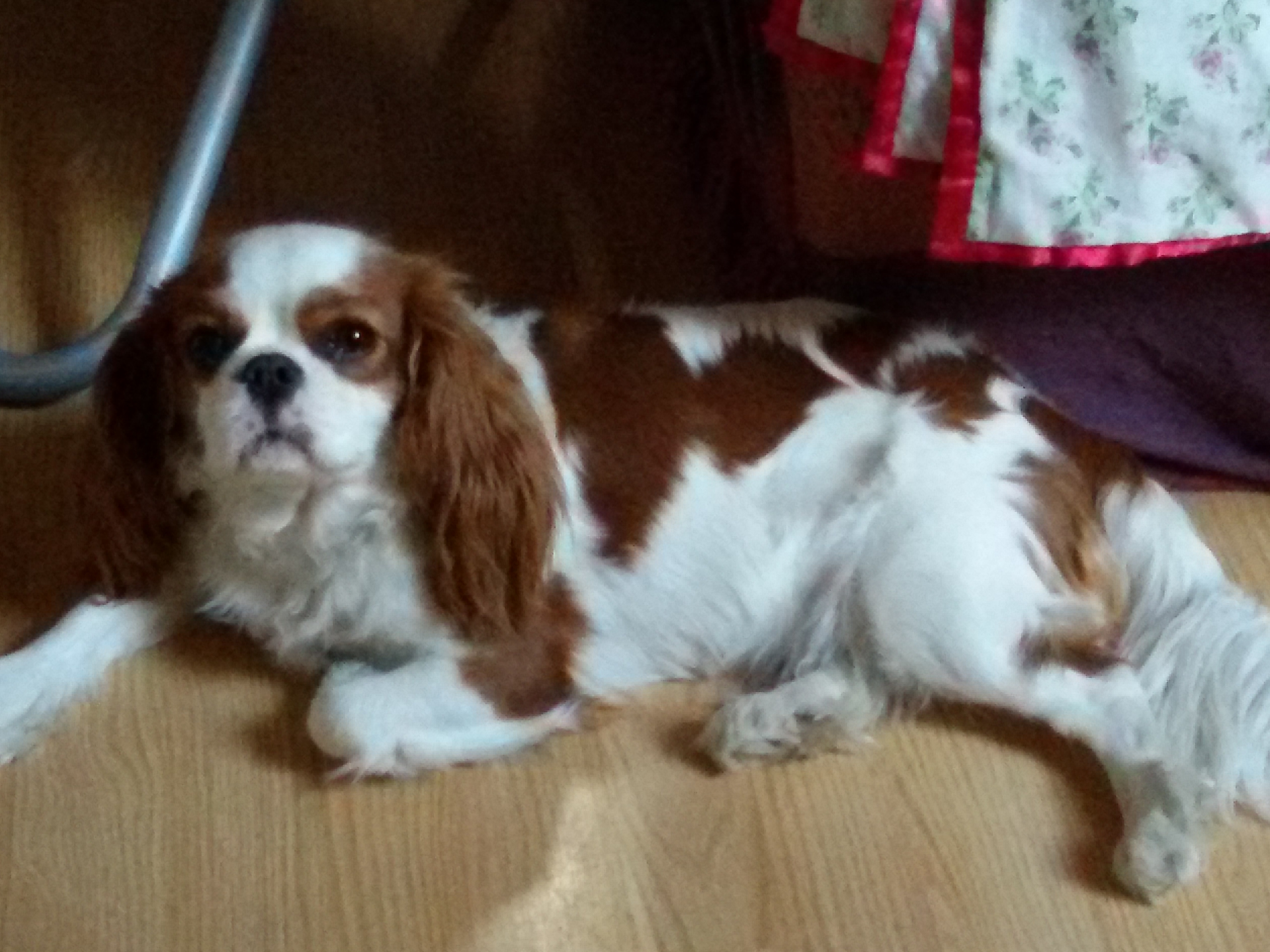 Cavalier king charles